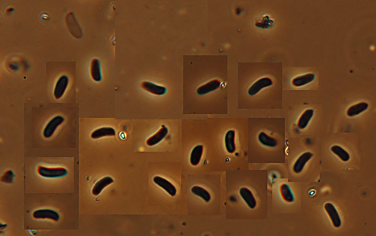 Altra crosta da determinare-foto 0927 (Trichaptum abietinum)